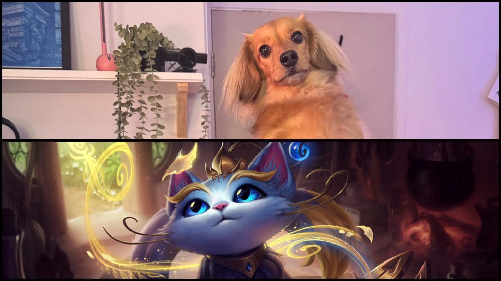 Pea es la perrita gamer del año.